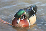 WOOD DUCK FRONT