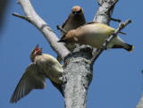 CEDAR WAXWINGS