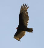 TURKEY VULTURE