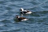 LONG TAILED DUCK (Winter plumage)