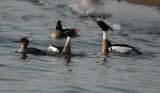 RED BREASTED MERGANSER