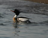 RED BREASTED MERGANSER 2