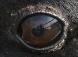 REFLECTION OF ME IN GOOSES EYE