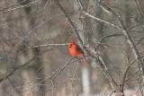 CARDINAL IN BRANCHES
