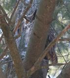 GREAT HORNED OWL 2
