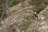 EAGLE WATCH