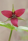 RED TRILLIUM #2