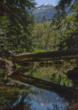 A Springscape