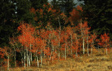  Autumn Red