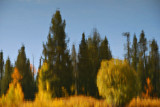 Autumn Reversal