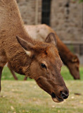  Elk - Mammoth Hot Springs