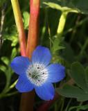 Carrizo Plain Wildflower