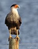 Crested Caracara