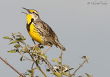 Meadowlark