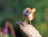 Carolina Wren