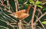 Carolina Wren