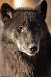 Black-Wolf-3105.jpg