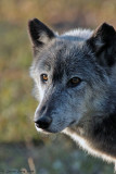 Wolf-2981.jpg