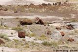 Painted Desert