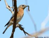 Eastern Bluebird 