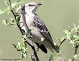 Northern Mockingbird