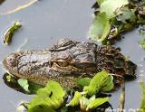 American Alligator