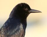 Boat-tailed Grackle