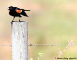 Red-winged Blackbird