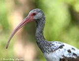 White Ibis