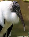 Wood Stork