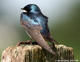 Tree Swallow