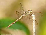 Band-winged Dragonlet