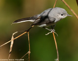 Blue-gray Gnatcatcher