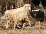 Sheep-2164.jpg