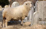 Sheep-2266.jpg