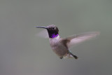 Black-chinned Hummingbird (Archilochus alexandri)maleadult