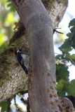 Acorn Woodpecker (Melanerpes formicivorus)