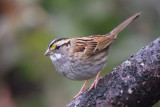 whitethroatedsparrow1.jpg