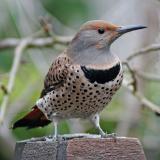 Northern Flicker (Colaptes auratus) female