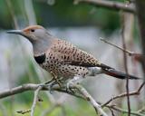 Northern Flicker (Colaptes auratus) female