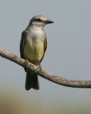 Western Kingbird(Tyrannus verticalis)