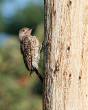 Northern Flicker (Colaptes auratus) juvenile male