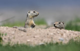 Beldings Ground Squirrel(Spermophilus beldingi)