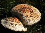Shaggy Mushrooms Nuzzle