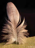 Cockatiel Pin Feather