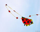 Ladybug, Ladybug, Fly Away Home
