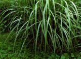 Hardy Pampas Grass