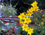 Yellow Lilies