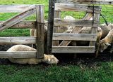 The Clever Sheep