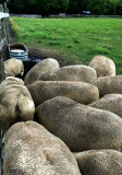 The Clever Sheep 2